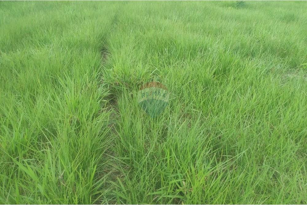 Chácara / Sítio / Fazenda - Venda - Confresa , Mato Grosso - IMG-20250926-WA0041.jpg - 720641046-10