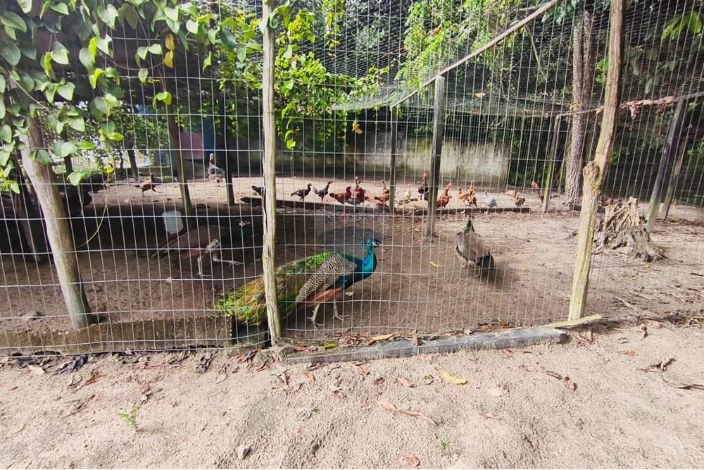 Terreno - Venda - Conde , Paraíba - c464c233-9110-40a7-9837-2243899697a1.jpg - 720871056-25