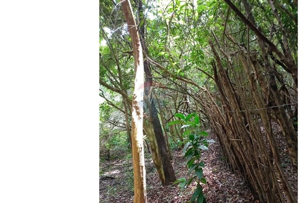 Terreno - Venda - Tibau do Sul , Rio Grande do Norte - Gustavo13.jpeg - 720891150-75