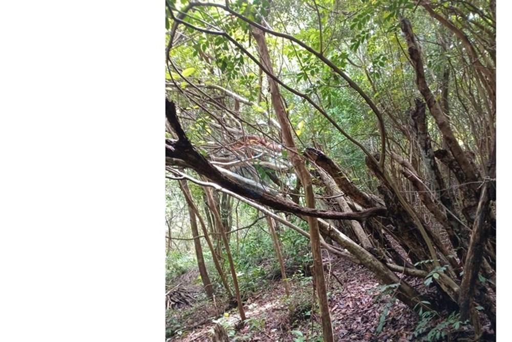 Terreno - Venda - Tibau do Sul , Rio Grande do Norte - Gustavo10.jpeg - 720891150-75