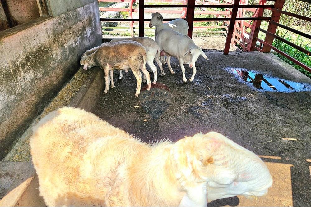 Casa de Condomínio - Venda - Macaíba , Rio Grande do Norte - 20250905_132956.jpg - 720891039-316