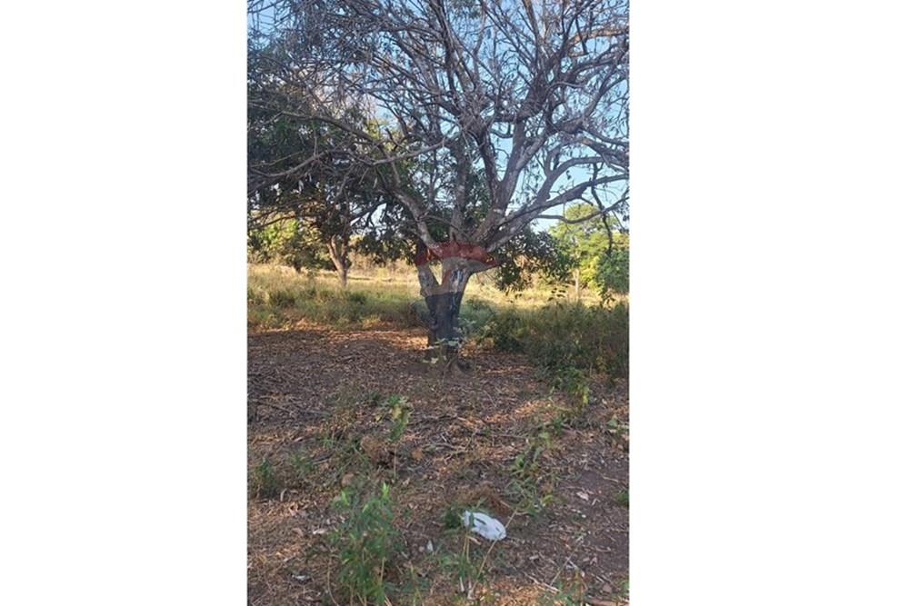 Terreno - Venda - Rondonópolis , Mato Grosso - IMG-20250830-WA0050.jpg - 721981068-5