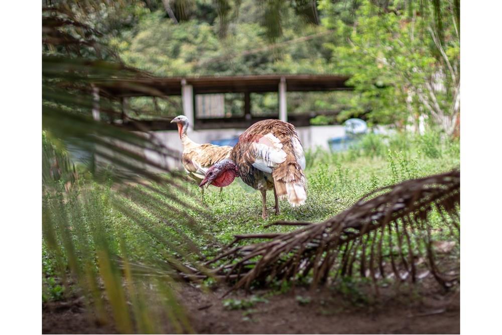 Chácara / Sítio / Fazenda - Venda - Novo Airão , Amazonas - IMG_7478.jpg - 720721055-29