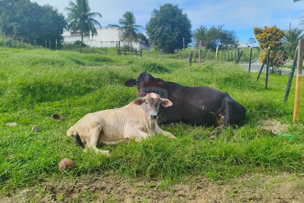 Terreno - Venda - Conde , Paraíba - c708ba2d-ea1c-42ef-a9ac-c2f711c34d9c.jpg - 720871056-15