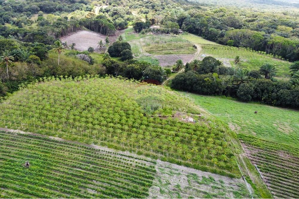 Chácara / Sítio / Fazenda - Venda - Conde , Paraíba - dji_fly_20240921_110026_238_1727098140706_photo_optimized.jpg - 722011055-34