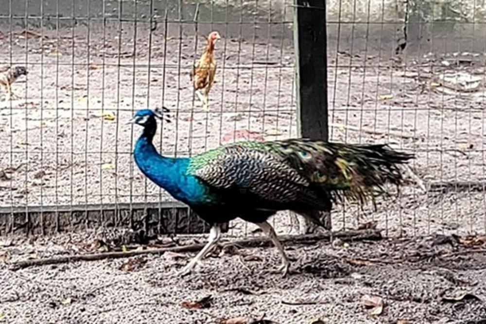 Terreno - Venda - Conde , Paraíba - WhatsApp Image 2025-05-30 at 09.14.45.jpeg - 720871050-5