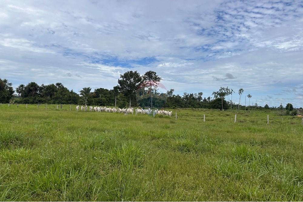 Fazenda - Venda - Itapuã do Oeste , Rondônia - IMG_0338.JPG - 721551004-289