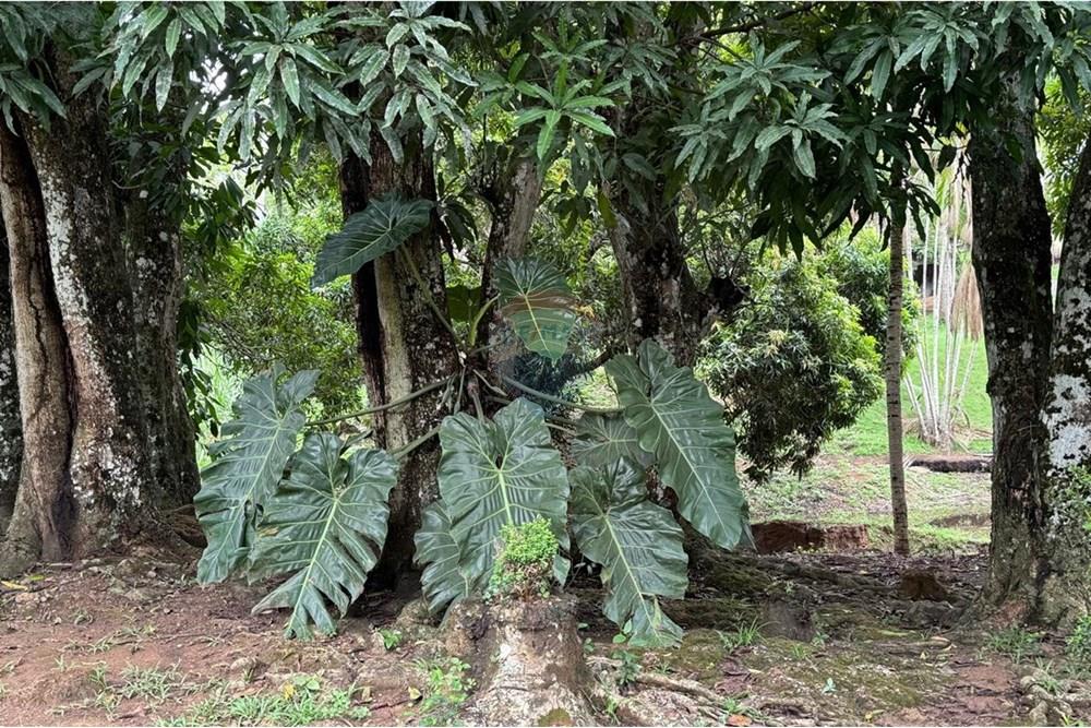 Chácara / Sítio / Fazenda - Venda - Jaru , Rondônia - d2ecafed-f45f-4da9-aa80-b5f203f77427.jpeg - 721551076-205