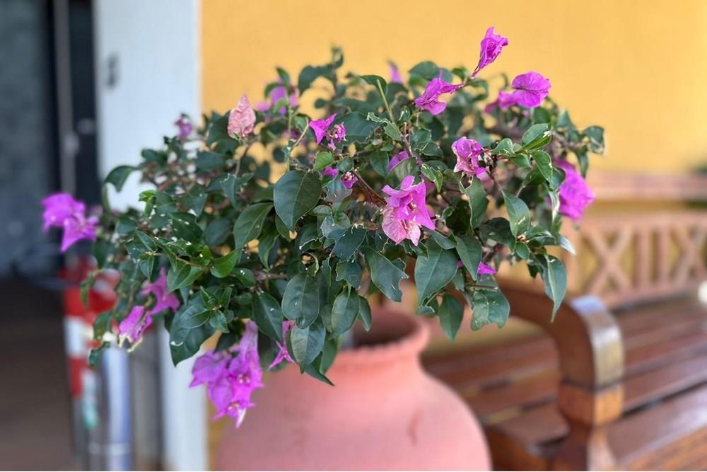 Terreno - Venda - Parnamirim , Rio Grande do Norte - 1d12a0c9-6c90-4158-958c-def92654c7c0.jpeg - 720891068-77