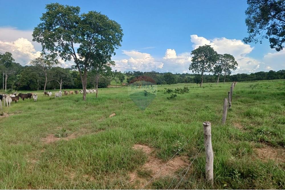 Chácara / Sítio / Fazenda - Venda - São José do Povo , Mato Grosso - WhatsApp Image 2025-04-03 at 17.01.53 (2).jpeg - 722261017-2