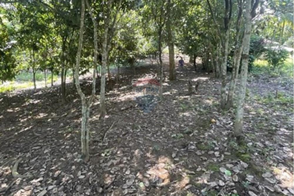 Chácara / Sítio / Fazenda - Venda - Parauapebas , Pará - IMG-20250204-WA0050.jpg - 722021020-6