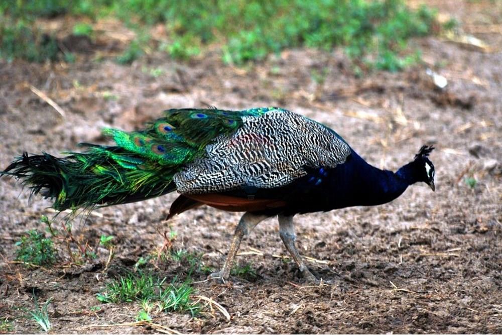 Terreno - Venda - Macaíba , Rio Grande do Norte - Natal_4-10-14-e-1024x768.jpg - 720621066-70