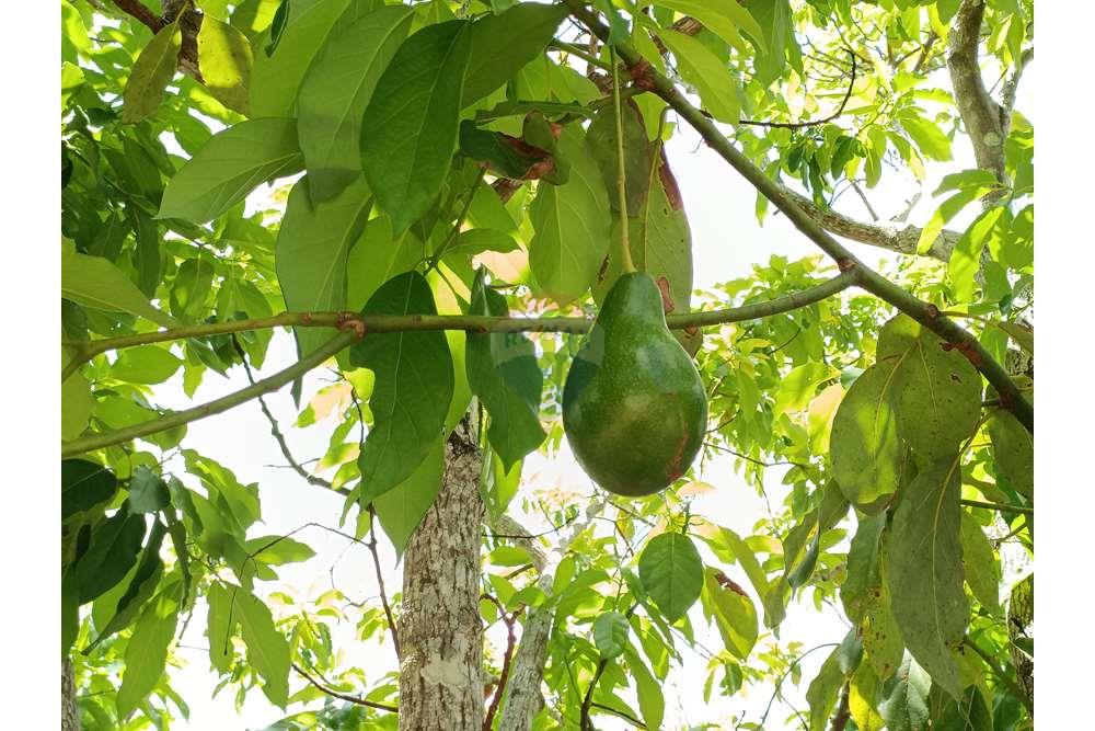 Chácara / Sítio / Fazenda - Venda - Conde , Paraíba - WhatsApp Image 2024-02-02 at 13.55.01.jpeg - 720871004-212