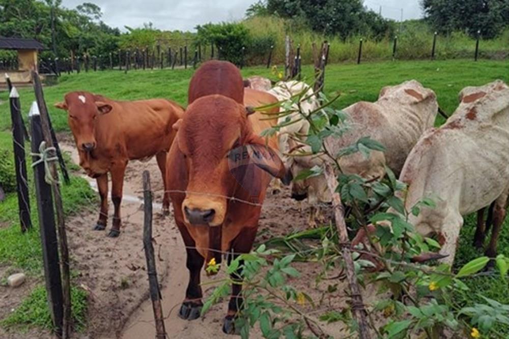 Terreno - Venda - Conde , Paraíba - WhatsApp Image 2025-05-30 at 09.14.45 (2).jpeg - 720871050-5