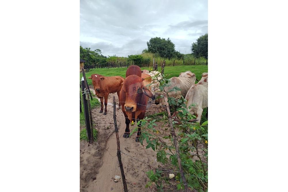 Terreno - Venda - Conde , Paraíba - IMG_20250521_072216825.jpg - 720871050-27