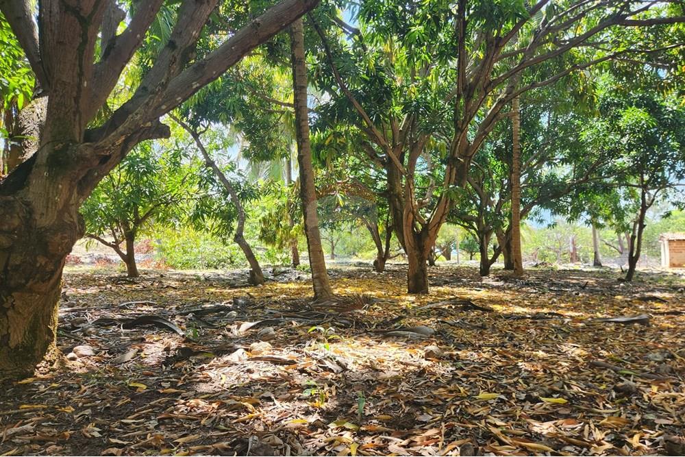 Terreno - Venda - Maxaranguape , Rio Grande do Norte - 20241016_094431.jpg - 720891155-334