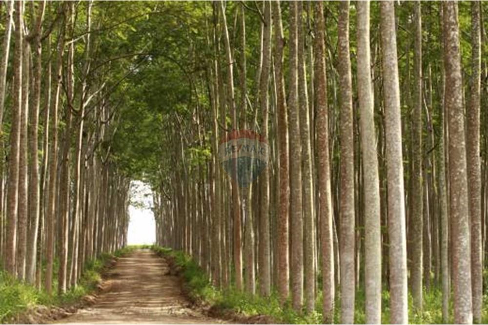 Chácara / Sítio / Fazenda - Venda - Santarém , Pará - CHACARA.jpg - 722151003-48