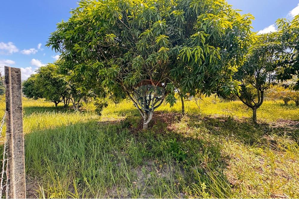 Terreno - Venda - Conde , Paraíba - 10.jpg - 720471011-115