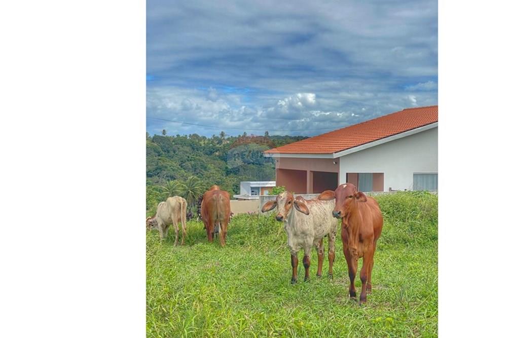 Terreno - Venda - Conde , Paraíba - WhatsApp Image 2024-07-24 at 14.36.27 (2).jpeg - 720871004-166