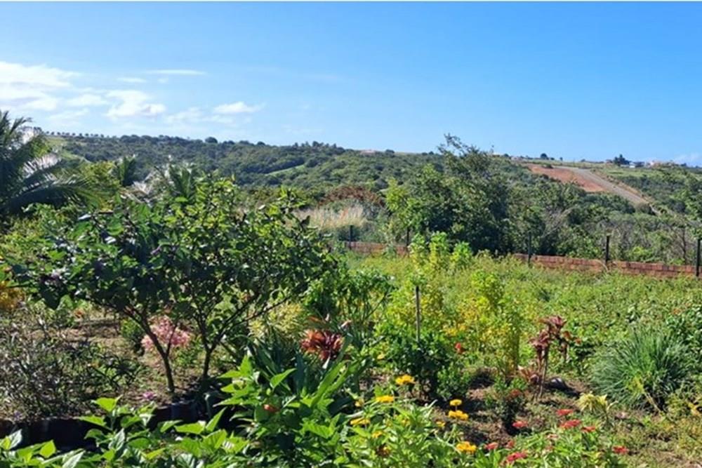 Terreno - Venda - Pitimbu , Paraíba - d71a6eab-4a1d-4c48-b687-a6f83b08da77 - Copia.jpeg - 720871044-85