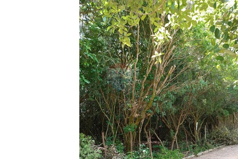 Terreno - Venda - Tibau do Sul , Rio Grande do Norte - Gustavo21.jpeg - 720891150-75