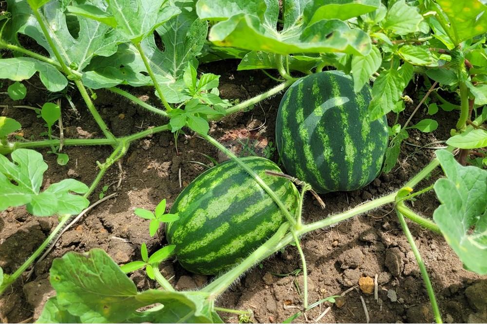 Chácara / Sítio / Fazenda - Venda - Conde , Paraíba - 20240921_095114.jpg - 722011055-34