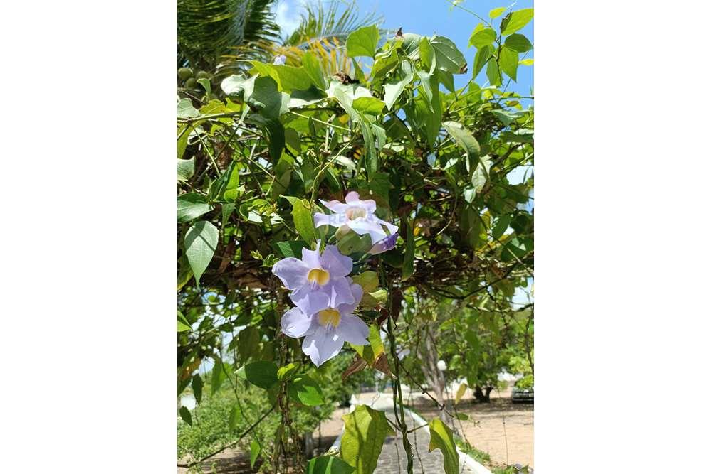 Chácara / Sítio / Fazenda - Venda - Conde , Paraíba - WhatsApp Image 2024-02-02 at 13.54.57.jpeg - 720871004-212