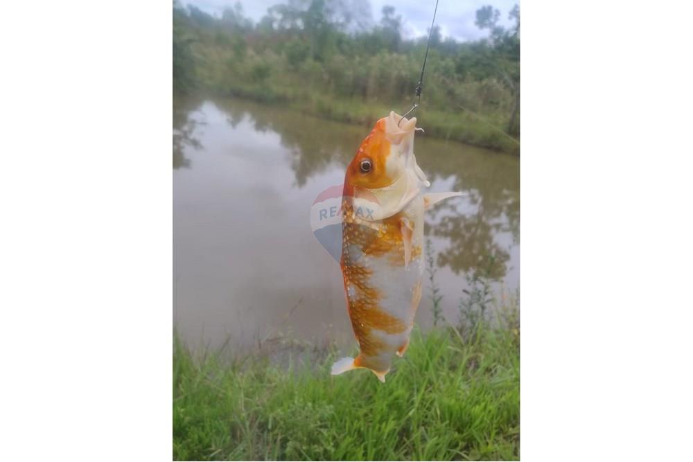 Chácara / Sítio / Fazenda - Venda - Confresa , Mato Grosso - IMG-20250926-WA0026.jpg - 720641046-10