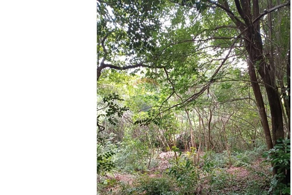 Terreno - Venda - Tibau do Sul , Rio Grande do Norte - Gustavo8.jpeg - 720891150-75