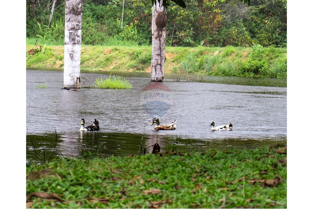 Chácara / Sítio / Fazenda - Venda - Novo Airão , Amazonas - IMG_7382.jpg - 720721055-29