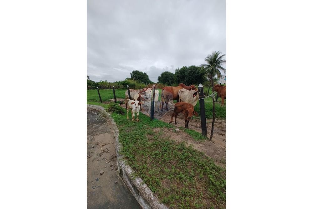 Terreno - Venda - Conde , Paraíba - IMG_20250521_072623651.jpg - 720871050-27