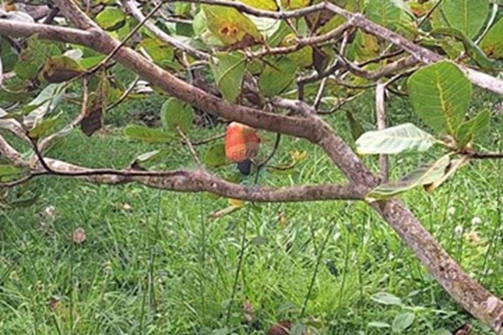 Chácara / Sítio / Fazenda - Venda - Nísia Floresta , Rio Grande do Norte - Imagem do WhatsApp de 2025-07-31 à(s) 15.45.28_40e1b091.jpg - 720891106-38