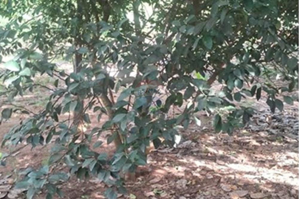 Chácara / Sítio / Fazenda - Venda - Rondonópolis , Mato Grosso - Imagem do WhatsApp de 2025-08-25 à(s) 16.49.14_4fe1c8db.jpg - 722261004-17