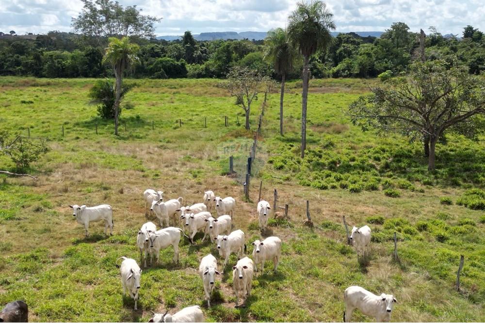 Agro - Venda - Babaçulândia , Tocantins - DJI_0285.JPG - 720991010-71