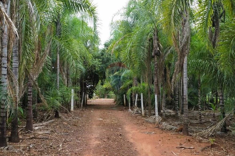 Chácara / Sítio / Fazenda - Venda - Pontal do Araguaia , Mato Grosso - WhatsApp Image 2025-03-10 at 17.04.51 (9).jpeg - 722211001-52