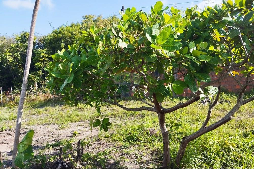 Chácara / Sítio / Fazenda - Venda - Conde , Paraíba - ba5dd896-3344-48cc-abea-0cb07ed4f9d5.jpg - 720871061-12