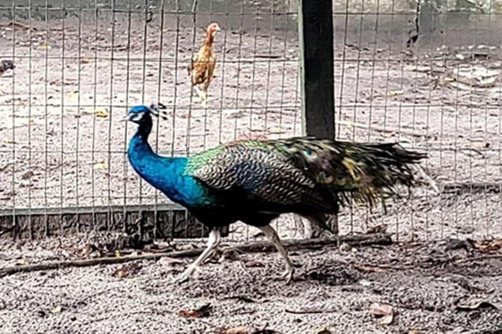 Terreno - Venda - Conde , Paraíba - WhatsApp Image 2025-05-30 at 09.14.45.jpeg - 720871050-18