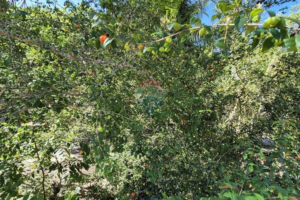 Chácara / Sítio / Fazenda - Venda - Mamanguape , Paraíba - 20250207_150057.jpg - 722011055-45