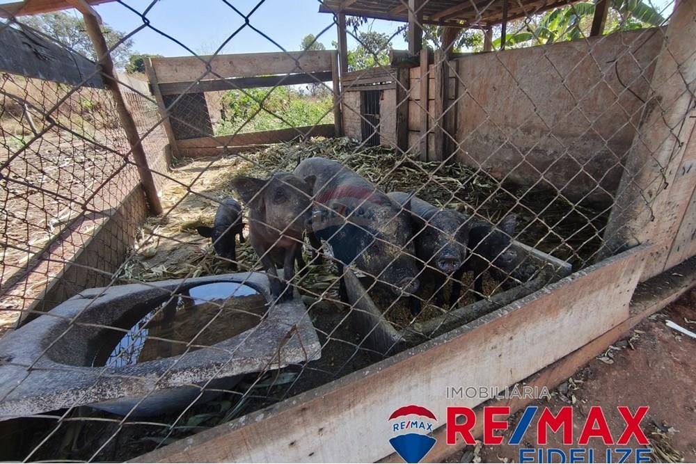Chácara / Sítio / Fazenda - Venda - Rondonópolis , Mato Grosso - 17.jpg - 722261012-11