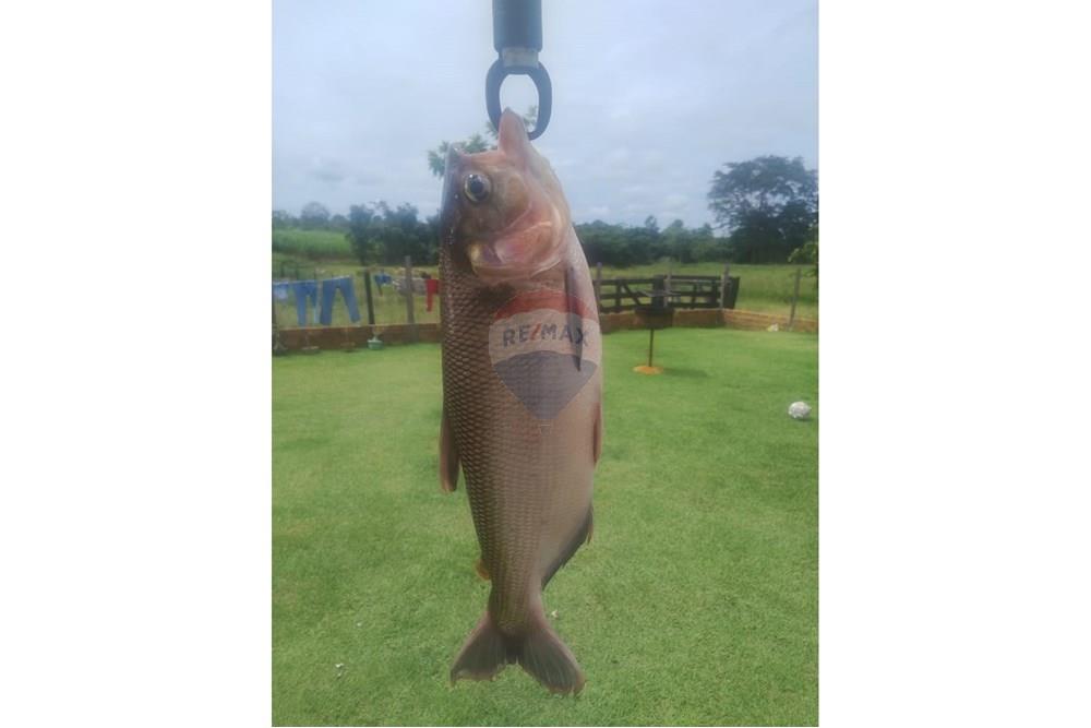 Chácara / Sítio / Fazenda - Venda - Confresa , Mato Grosso - IMG-20250926-WA0043.jpg - 720641046-10