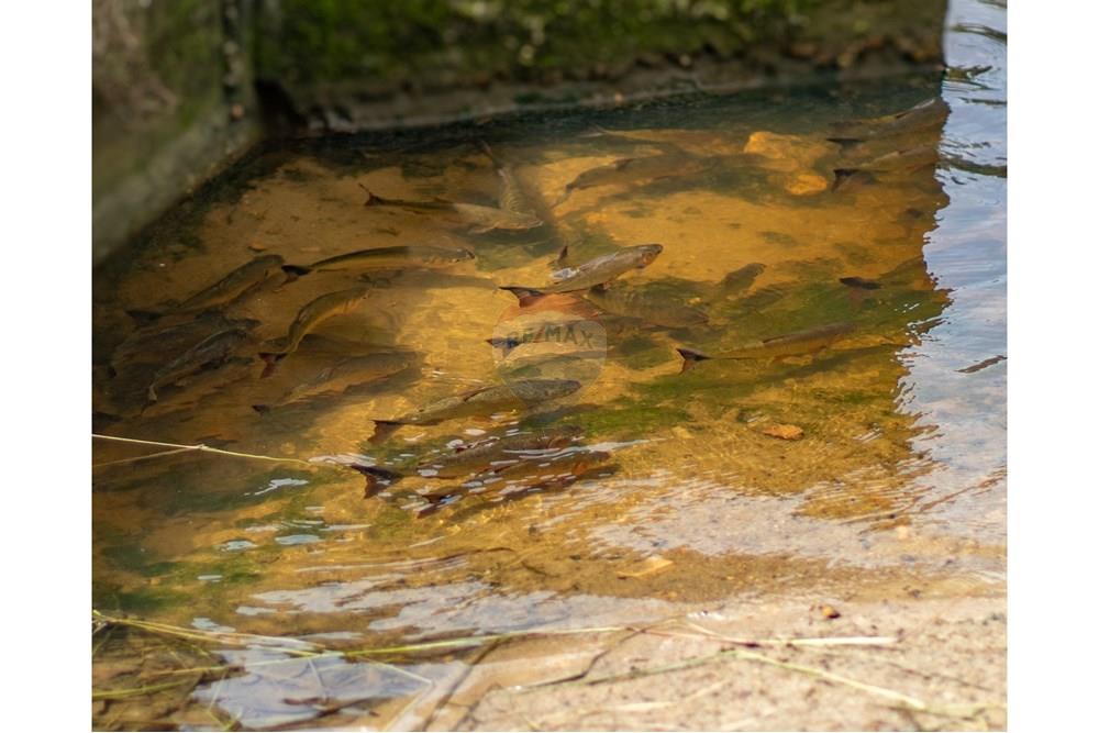 Chácara / Sítio / Fazenda - Venda - Novo Airão , Amazonas - IMG_7484.jpg - 720721055-29