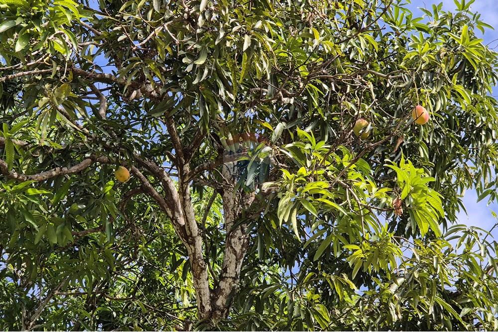 Chácara / Sítio / Fazenda - Venda - Conde , Paraíba - 20250123_1442471.jpg - 722011055-36