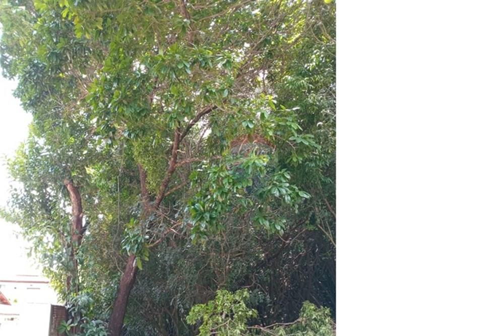 Terreno - Venda - Tibau do Sul , Rio Grande do Norte - Gustavo22.jpeg - 720891150-75