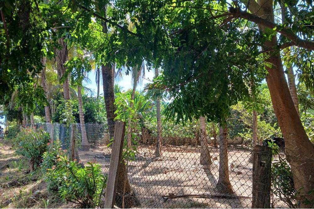 Chácara / Sítio / Fazenda - Venda - Rondonópolis , Mato Grosso - WhatsApp Image 2025-05-12 at 16.32.18 (4).jpeg - 720611007-91