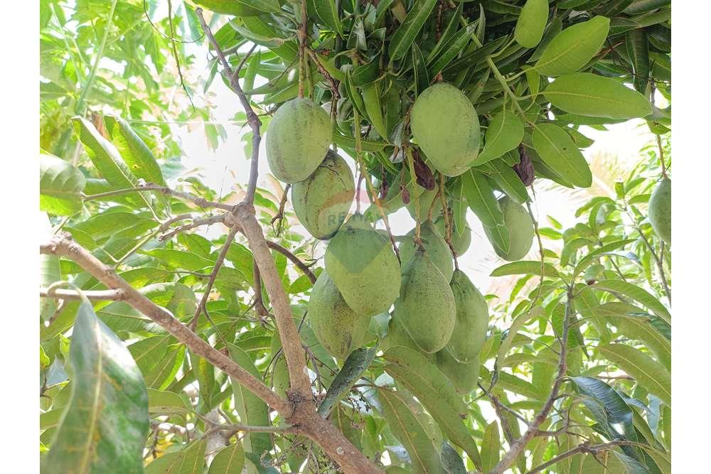 Chácara / Sítio / Fazenda - Venda - Conde , Paraíba - WhatsApp Image 2024-02-02 at 13.55.00 (2).jpeg - 720871004-212