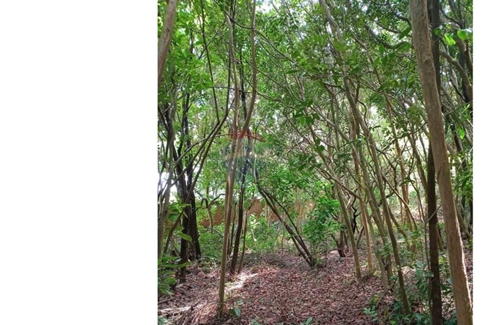 Terreno - Venda - Tibau do Sul , Rio Grande do Norte - Gustavo15.jpeg - 720891150-75