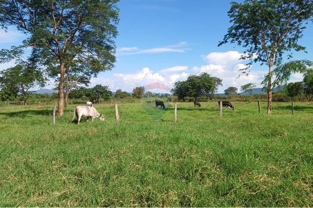 Chácara / Sítio / Fazenda - Venda - São José do Povo , Mato Grosso - WhatsApp Image 2025-04-03 at 17.01.48.jpeg - 722261017-2