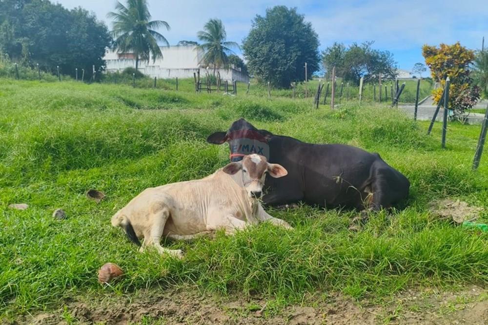 Residential - Lupa - Conde , Paraíba - BR - c708ba2d-ea1c-42ef-a9ac-c2f711c34d9c.jpg - 720871056-28