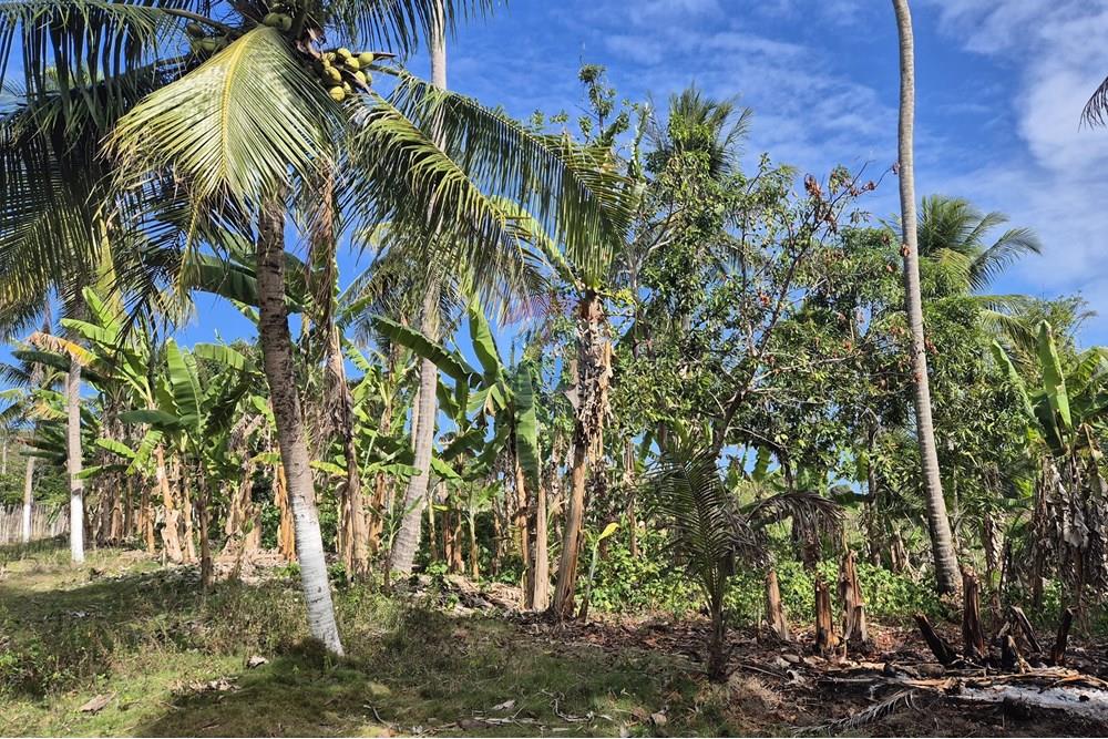 Chácara / Sítio / Fazenda - Venda - Conde , Paraíba - 20250123_1441301.jpg - 722011055-36