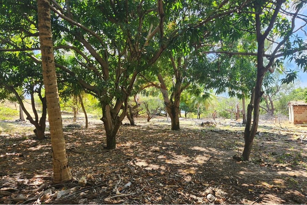 Terreno - Venda - Maxaranguape , Rio Grande do Norte - 20241016_094401.jpg - 720891155-334